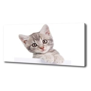 Foto obraz na plátne do obývačky Sivá mačka pl-oc-125x50-f-80791907