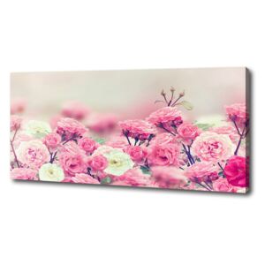 Moderný fotoobraz canvas na ráme Kvety divokej ruže pl-oc-125x50-f-84071229