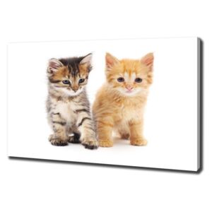 Foto obraz na plátne do obýváčky Hnedá a červená mačka pl-oc-100x70-f-101681955