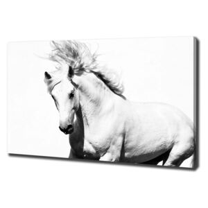 Moderný obraz canvas na ráme Biely kôň pl-oc-100x70-f-14270832