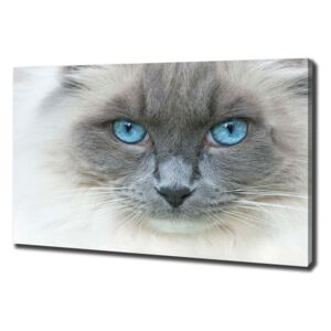 Moderný fotoobraz canvas na ráme Mačka modré oči pl-oc-100x70-f-41430581