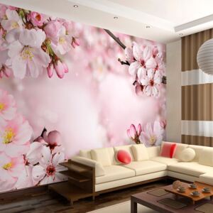 Artgeist Fototapeta - Spring Cherry Blossom 200x140