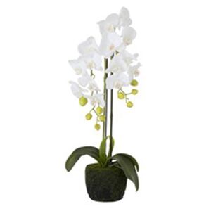 Orchidea biela v kvetináči 2ks set dekorácia MODERN LUXURY