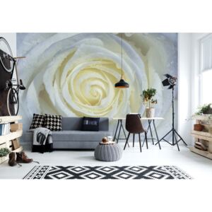 GLIX Fototapeta - Rose Flower White Vliesová tapeta - 416x254 cm