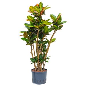 Croton (codiaeum) petra rozkonárený 25/19 V115cm