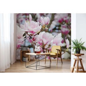 GLIX Fototapeta - Magnolia Flowers Vliesová tapeta - 368x254 cm