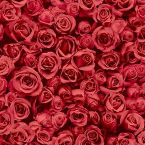 Vliesové tapety na stenu IMPOL Escapade L77010, ruže červené, rozmer 10,05 m x 0,53 m, Ugépa