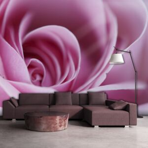 Fototapeta Bimago - Pink rose + lepidlo zadarmo 200x154 cm