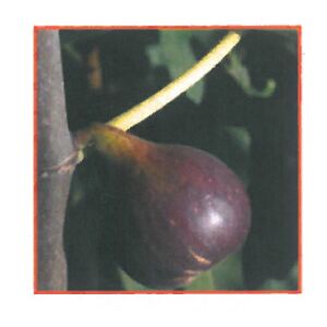 Ovocný strom figa "Osborn Prolific" (ficus carica)