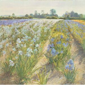 Reprodukcia, Obraz - Blue and White Irises, Wortham, Timothy Easton