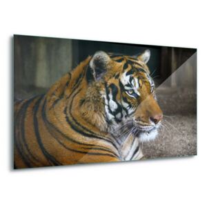 Sklenený obraz - Tiger Beauty 4 x 30x80 cm