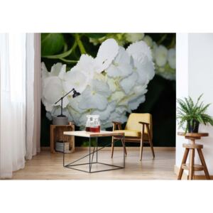 Fototapeta - Flowers Hydrangea White Papírová tapeta - 184x254 cm
