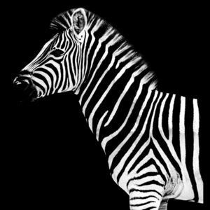 Umelecká fotografia Zebra Black Edition, Philippe Hugonnard