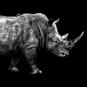 Umelecká fotografia Rhino Black Edition, Philippe Hugonnard