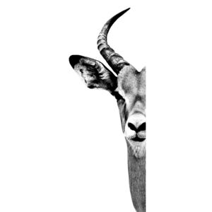 Umelecká fotografia Antelope Face White Edition, Philippe Hugonnard