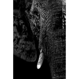 Umelecká fotografia Portrait of Elephant Black Edition, Philippe Hugonnard
