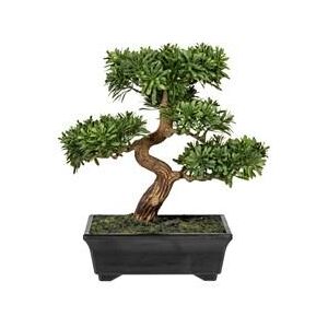 Bonsai Podocarpus 30 cm