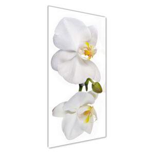 Foto obraz akryl do obývačky Biela orchidea pl-oa-50x125-f-103920801