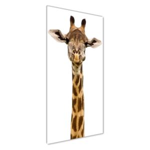 Foto obraz akrylové sklo Žirafa pl-oa-50x125-f-53003309