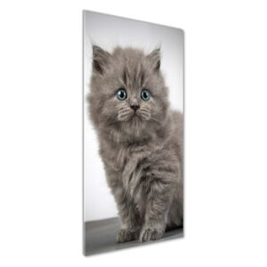 Foto obraz akrylový Sivá a britská mačka pl-oa-50x125-f-66248272