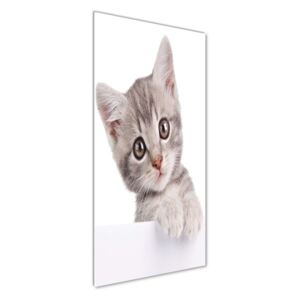 Foto obraz akrylový na stenu Sivá mačka pl-oa-50x125-f-80791907