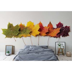 Fototapeta - Autumn Leaves Papírová tapeta - 254x184 cm