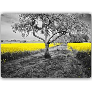 CARO Kovový obraz - Yellow Rapeseed 40x30 cm