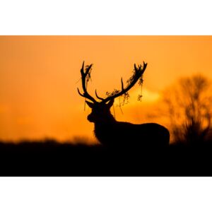 Umelecká fotografia Red Deer Stag Silhouette, Stuart Harling