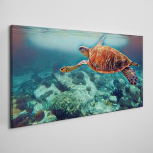 Obraz na plátně Obraz na plátně Morská zvieratá korytnačka vody