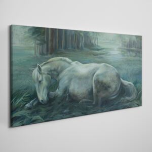 Obraz na plátně Obraz na plátně Lesné kone voľne žijúcich živočíchov