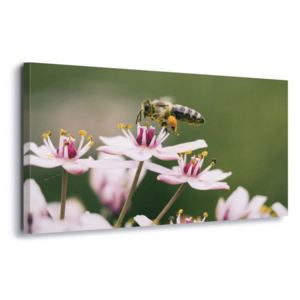 Obraz na plátne - Busy Bee 60x40 cm
