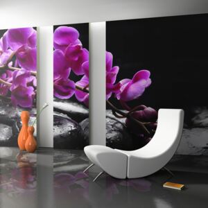 Fototapeta - Relaxační moment: orchidej květ a kameny 450x270 cm
