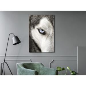 Obraz Sibírsky husky - Dog's Look