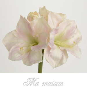 Amarilis