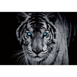 Fototapeta, Tapeta Black And White Tiger Blue Eyes, (211 x 91 cm)