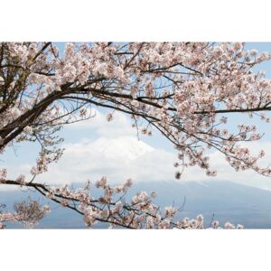 Fototapeta, Tapeta Cherry Blossom Tree, (254 x 184 cm)
