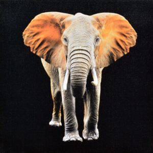 Falc Obraz na plátne - Oranžový slon, 70x70 cm