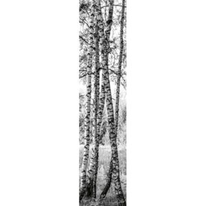 Samolepiace dekoračné pásy DS 003, rozmer 60 cm x 260 cm, brezy, Dimex