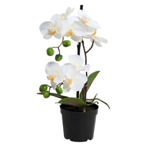 Butlers FLORISTA Orchidea v kvetináči 35 cm - biela