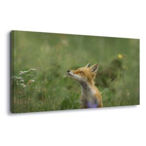 Obraz na plátne - Fox Meadow 4 x 30x80 cm