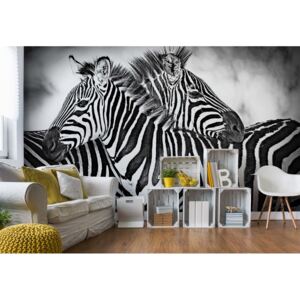 Fototapeta - Black And White Zebras Vliesová tapeta - 254x184 cm