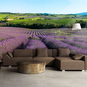 Fototapeta - Lavender fields 200x154 cm