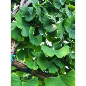 Okrasný strom - Ginko biloba na špaliere, 120x250cm
