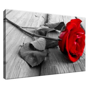 Obraz na plátne Červená ruža 30x20cm 1138A_1T